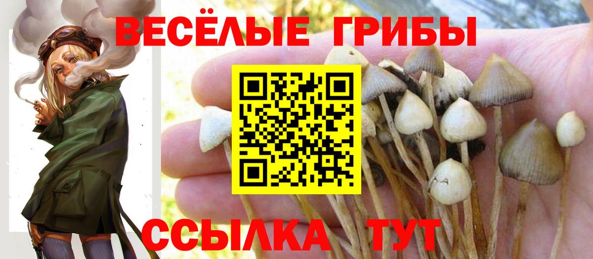 Кстово  Псилоцибиновые грибы мицелий  Вход с VPN  Галлюциногенные грибы Psilocybine cubensis 